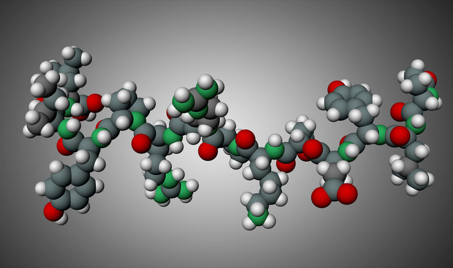 3D space-filling molecular model of a peptide chain with gray carbon, white hydrogen, and red oxygen atoms.